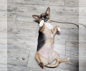 Wheezy - Female Chihuahua-Unknown Mix Dog for Adoption - Photo #7