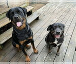 Small #1 Rottweiler Mix