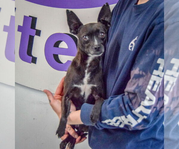 Medium Photo #2 Chipin Puppy For Sale in Huntley, IL, USA