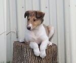 Small #1 Collie
