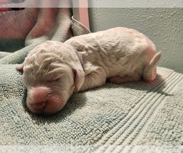 Medium Photo #1 Poodle (Standard) Puppy For Sale in CLAYTON, WA, USA
