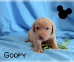 Puppy Goofy Labrador Retriever