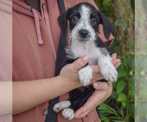 Medium Photo #2 Mutt Puppy For Sale in Huntley, IL, USA