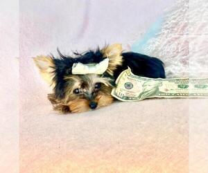 Yorkshire Terrier Puppy for sale in WEST PALM BEACH, FL, USA