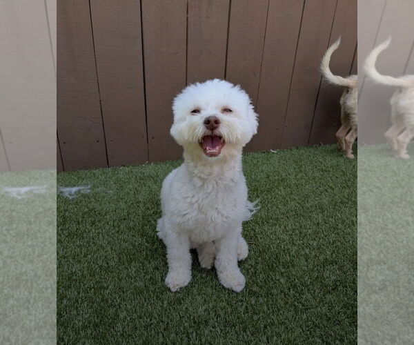 Medium Photo #4 Poochon Puppy For Sale in Techny, IL, USA
