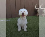 Small #3 Poochon