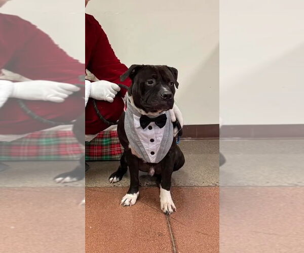 Medium Photo #1 Staffordshire Bull Terrier-Unknown Mix Puppy For Sale in Chandler, AZ, USA