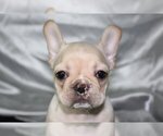 Small Photo #1 French Bulldog Puppy For Sale in OVERLAND, KS, USA
