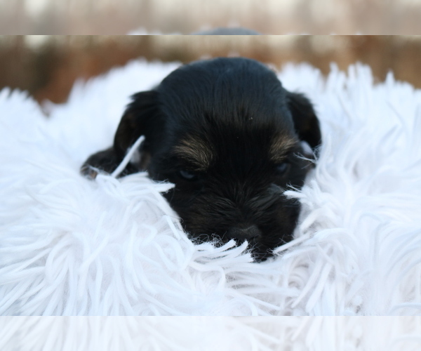 Medium Photo #2 Poovanese Puppy For Sale in KNOB NOSTER, MO, USA