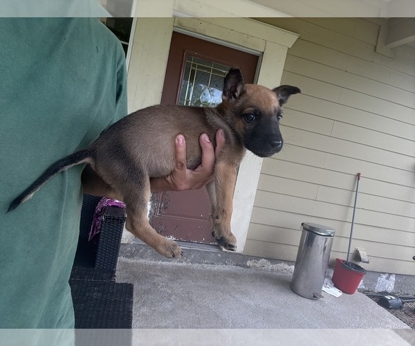 Medium Photo #5 Belgian Malinois Puppy For Sale in DEL VALLE, TX, USA
