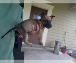 Small #4 Belgian Malinois