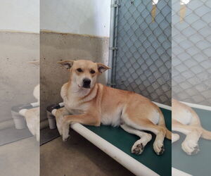 Mutt Dogs for adoption in Chinook, MT, USA