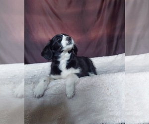 Aussiedoodle Miniature  Puppy for sale in FRYTOWN, IA, USA