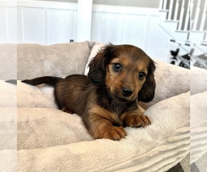 Dachshund Puppy for sale in FRANKLIN, IN, USA