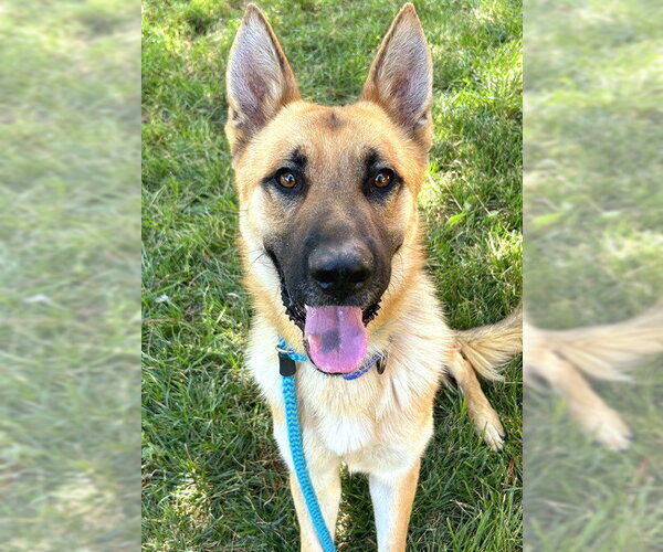 Medium Photo #1 German Shepherd Dog Puppy For Sale in Sacramento, CA, USA