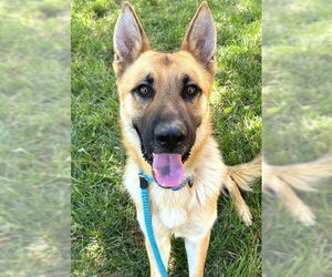 German Shepherd Dog Dogs for adoption in Sacramento, CA, USA