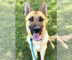Small German Shepherd Dog
