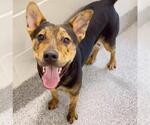 Small #1 Plott Hound