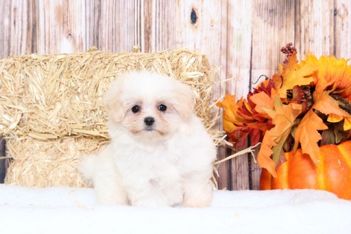 Medium Photo #3 Maltipoo Puppy For Sale in BEL AIR, MD, USA