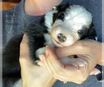 Small Photo #3 Border Collie Puppy For Sale in WHITE SALMON, WA, USA