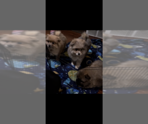 Pomeranian-Pomsky Mix Puppy for sale in ROMULUS, MI, USA