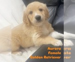 Puppy Aurora Golden Retriever