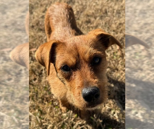 Medium Photo #2 Mutt Puppy For Sale in Brooksville, FL, USA