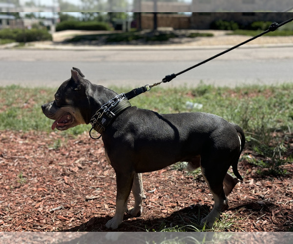 Medium Photo #3 American Bully Puppy For Sale in GREELEY, CO, USA