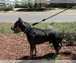 Small #2 American Bully