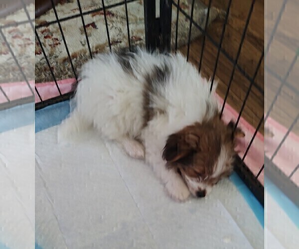 Medium Photo #17 Biewer Terrier-Pomeranian Mix Puppy For Sale in ESTILL SPRINGS, TN, USA