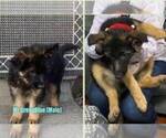 Small Photo #1 German Shepherd Dog Puppy For Sale in Niagara-On-The-Lake, Ontario, Canada