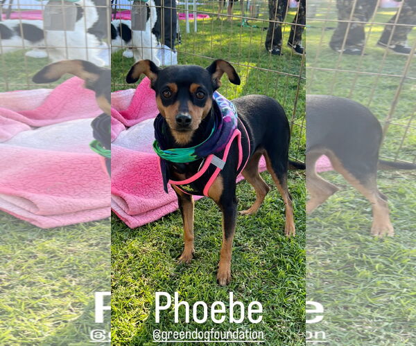 Medium Photo #4 Miniature Pinscher Puppy For Sale in Lake Elsinore, CA, USA