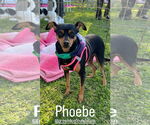 Small #3 Miniature Pinscher
