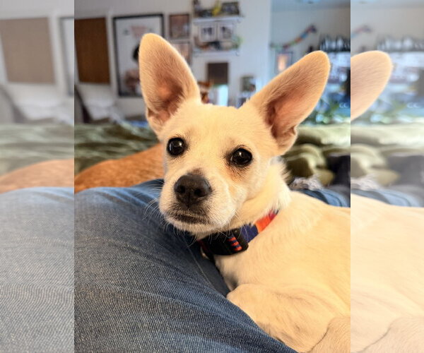 Medium Photo #1 Chihuahua-Unknown Mix Puppy For Sale in Bellevue, WA, USA