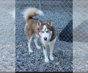 Siberian Husky Dogs for adoption in garner, NC, USA