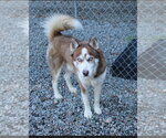 Taz - Male Siberian Husky Dog for Adoption - Small photo