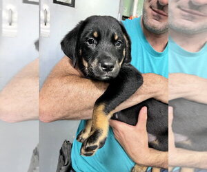 Mutt Dogs for adoption in Elmsford, NY, USA