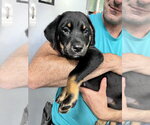 Small Mutt