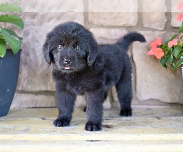 Medium Photo #2 Newfoundland Puppy For Sale in MILLERSBURG, OH, USA