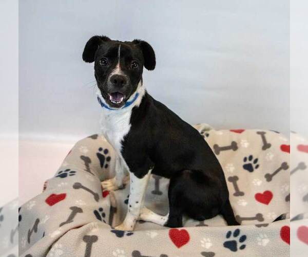 Medium Photo #2 Beagle-Unknown Mix Puppy For Sale in Kennesaw, GA, USA