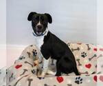 Small #1 Beagle Mix