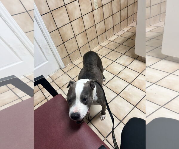 Medium Photo #11 Mutt Puppy For Sale in Garner, NC, USA