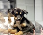 Small Photo #11 Australian Shepherd-Unknown Mix Puppy For Sale in Dana Point, CA, USA