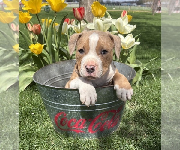 Medium Photo #3 American Bulldog Puppy For Sale in MIDDLEBURY, IN, USA