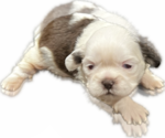Puppy 2 Shih Tzu
