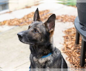 German Shepherd Dog Dogs for adoption in Princeton, MN, USA