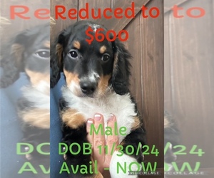 Bernedoodle (Miniature) Puppy for sale in YORKTOWN, IN, USA