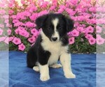 Small Photo #1 Miniature Australian Shepherd Puppy For Sale in STRASBURG, PA, USA
