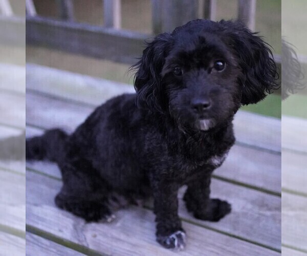 Medium Photo #1 Zuchon Puppy For Sale in MECHANICSVILLE, VA, USA