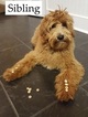 Small Photo #3 Goldendoodle Puppy For Sale in LINCOLN, AL, USA